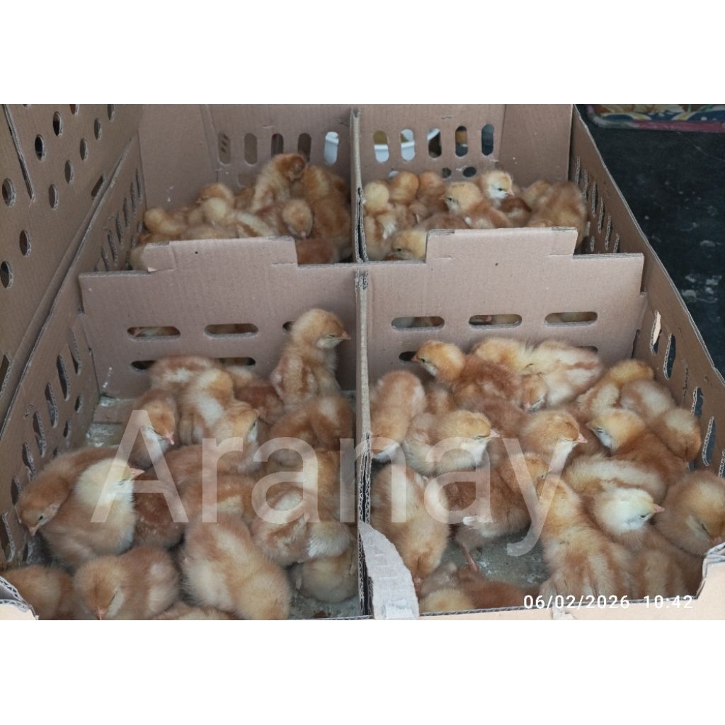 doc ayam petelur merah betina