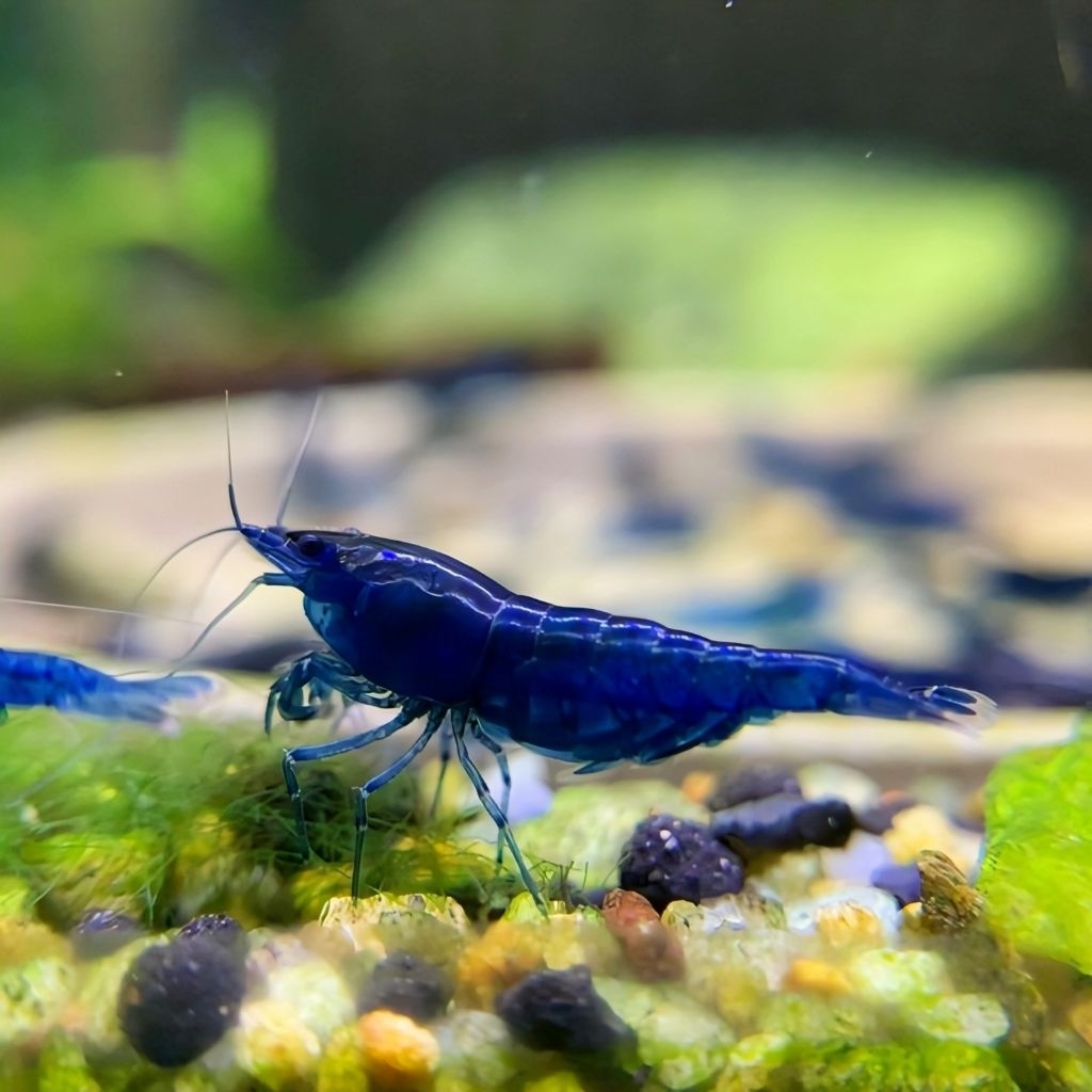 Udang Hias Caridina blue diamond –BerKualitas hiasan aquarium aquascape