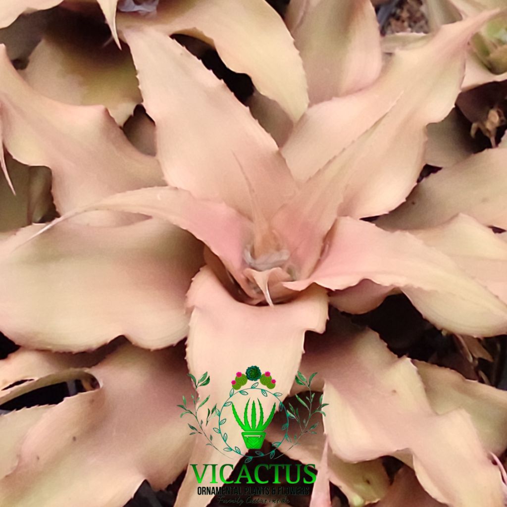 Tanaman Hias Sukulen: Cryptanthus acaulis Solid Brown