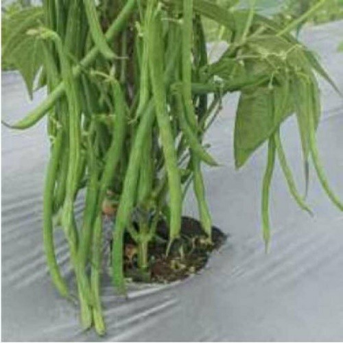 15 Biji Benih Buncis KENYA