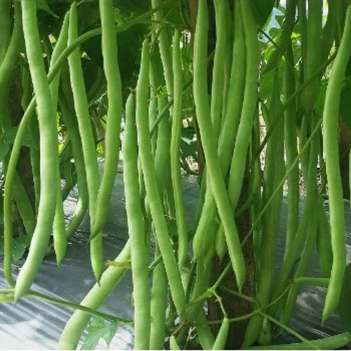 15 Biji Benih Buncis TEWE