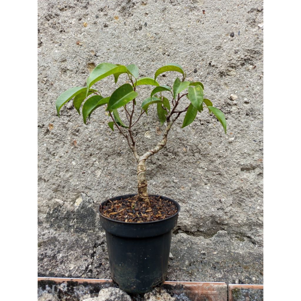 bonsai beringin benjamin