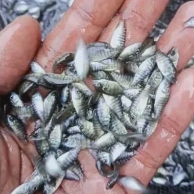 bibit ikan mujair/nila hitam ukuran 1 jari