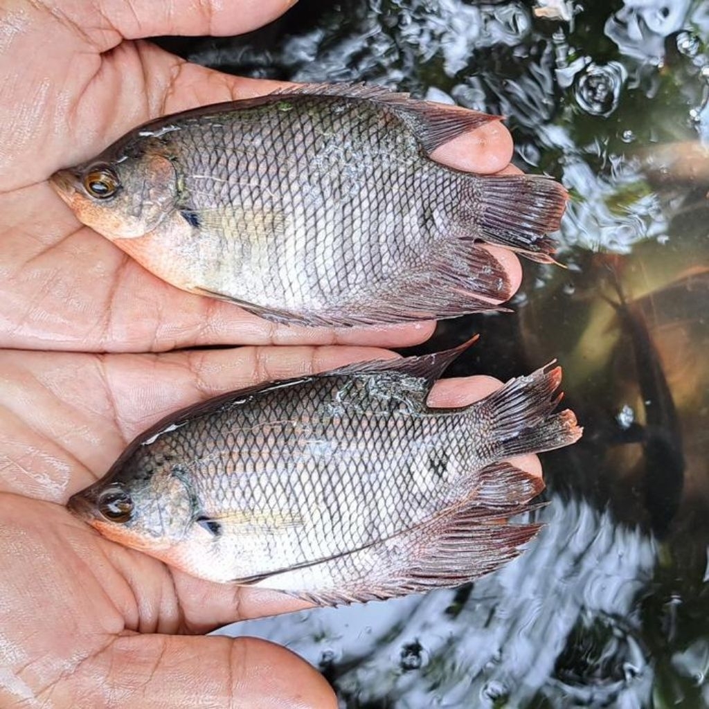 bibit ikan gurame soang ukuran nyuper full