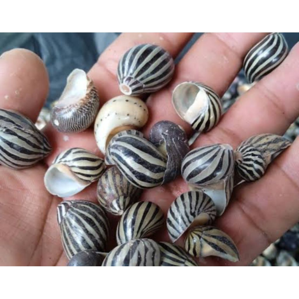 cangkang kerang keong turbo 100 gram termurah untuk prakarya kerajinan sekolah