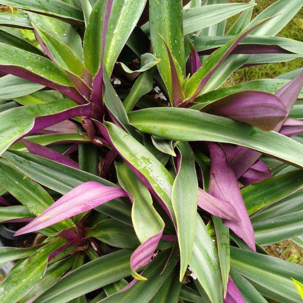 daun liang teh Borneo / adam dan hawa