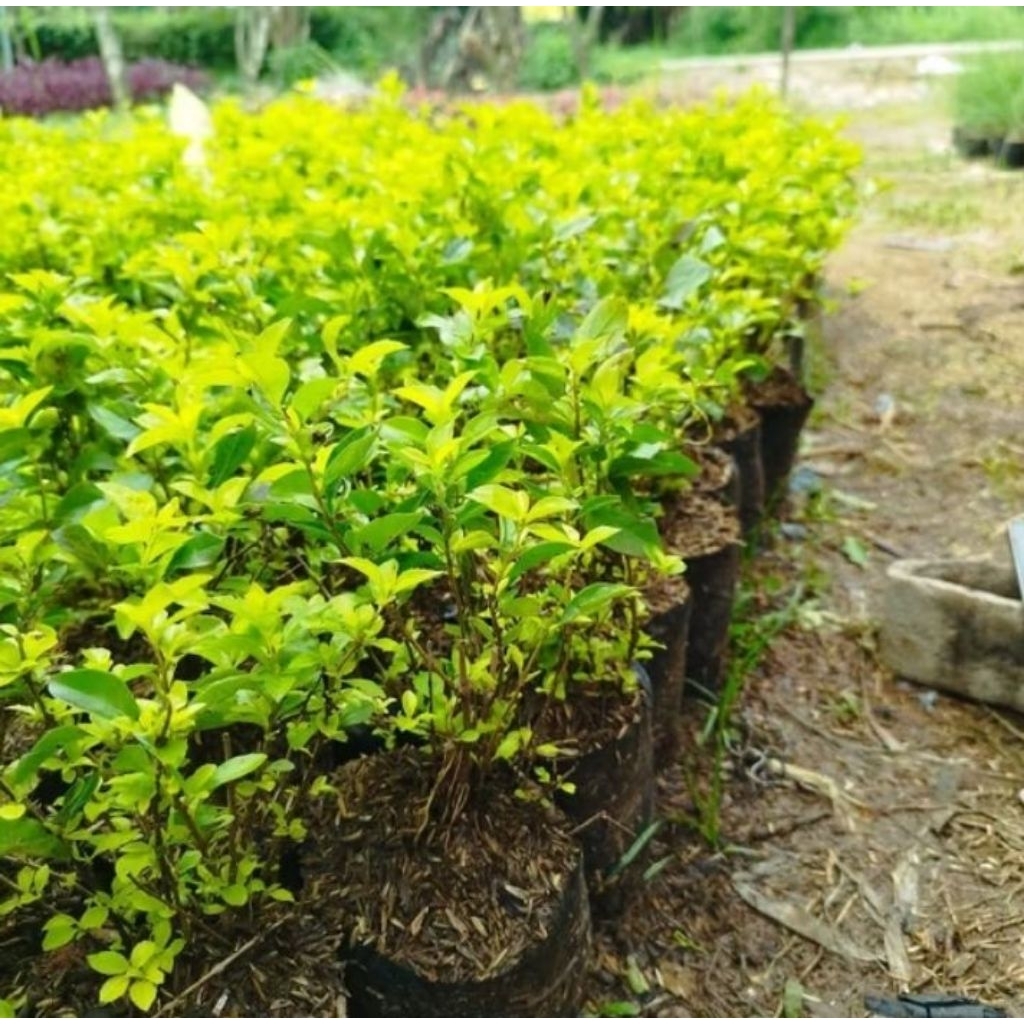 Tanaman pangkas kuning-bibit pohon pangkas kuning-bibit pohon pangkas pagar