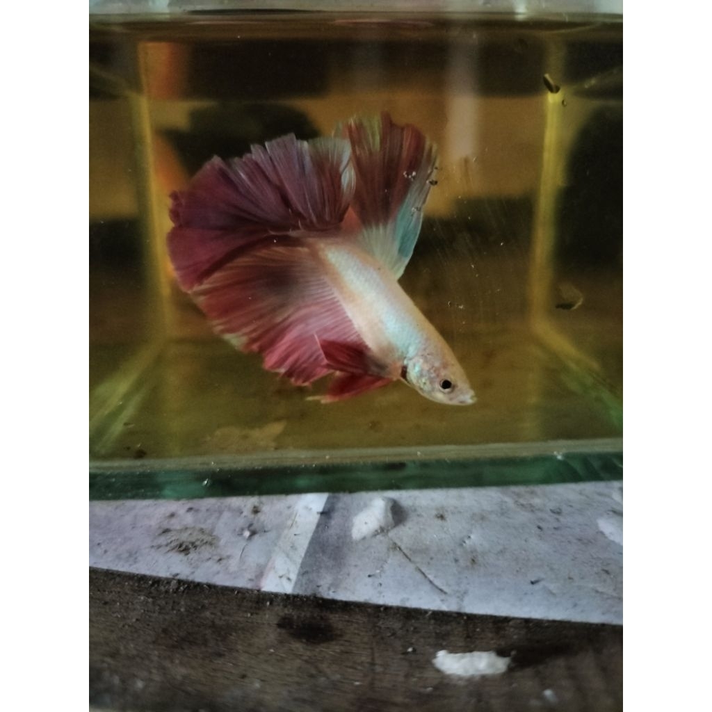 Cupang Bangkok HM Pastel Multicolor Jantan – Sehat & Aktif