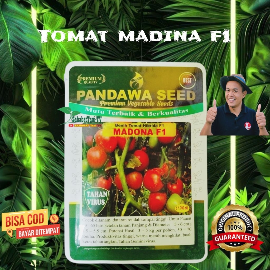 BENIH TOMAT MADONA F1, BENIH BERKUALITAS