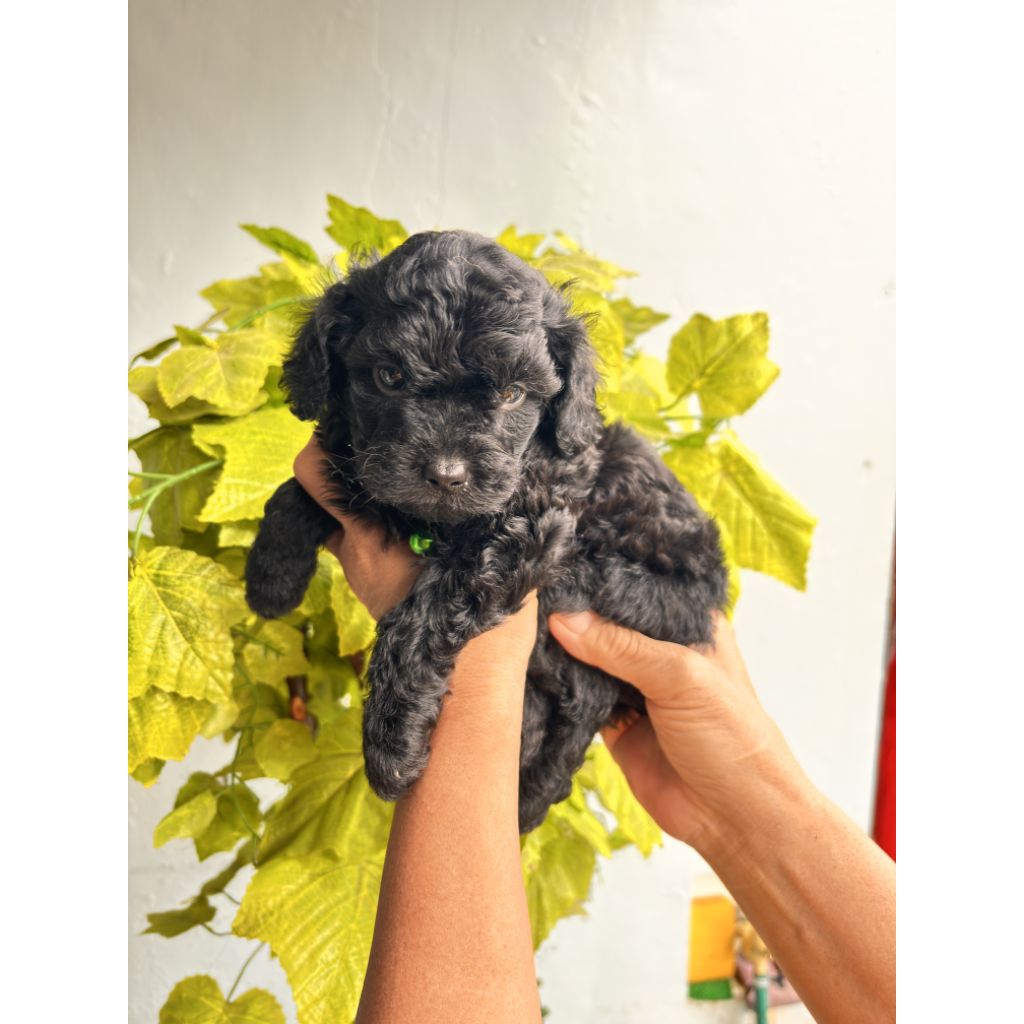 Puppy  poodle pure silver tiny male
