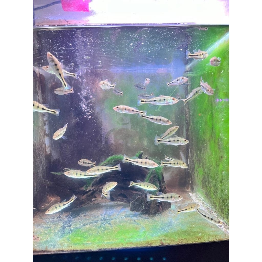 hiasan aquarium Ikan pbas mono hias + packing safety