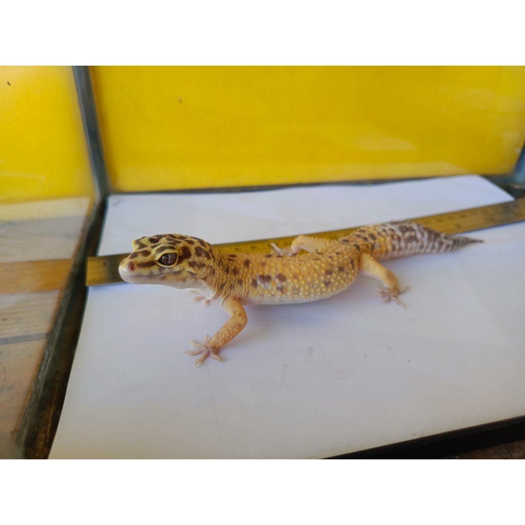 LEOPARD GECKO JANTAN DEWASA – BONUS KANDANG