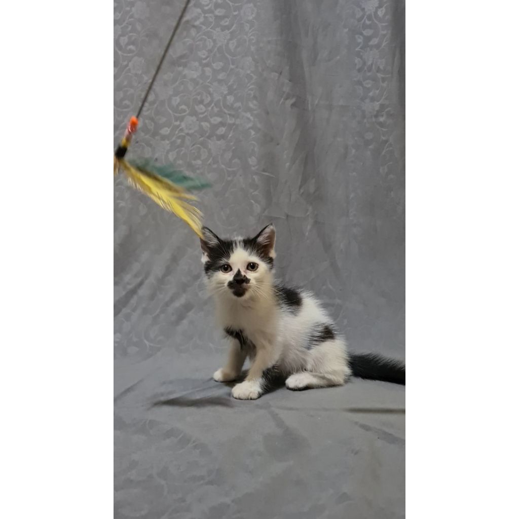 Kitten Anak Kucing Mixdom Kumis Sapi