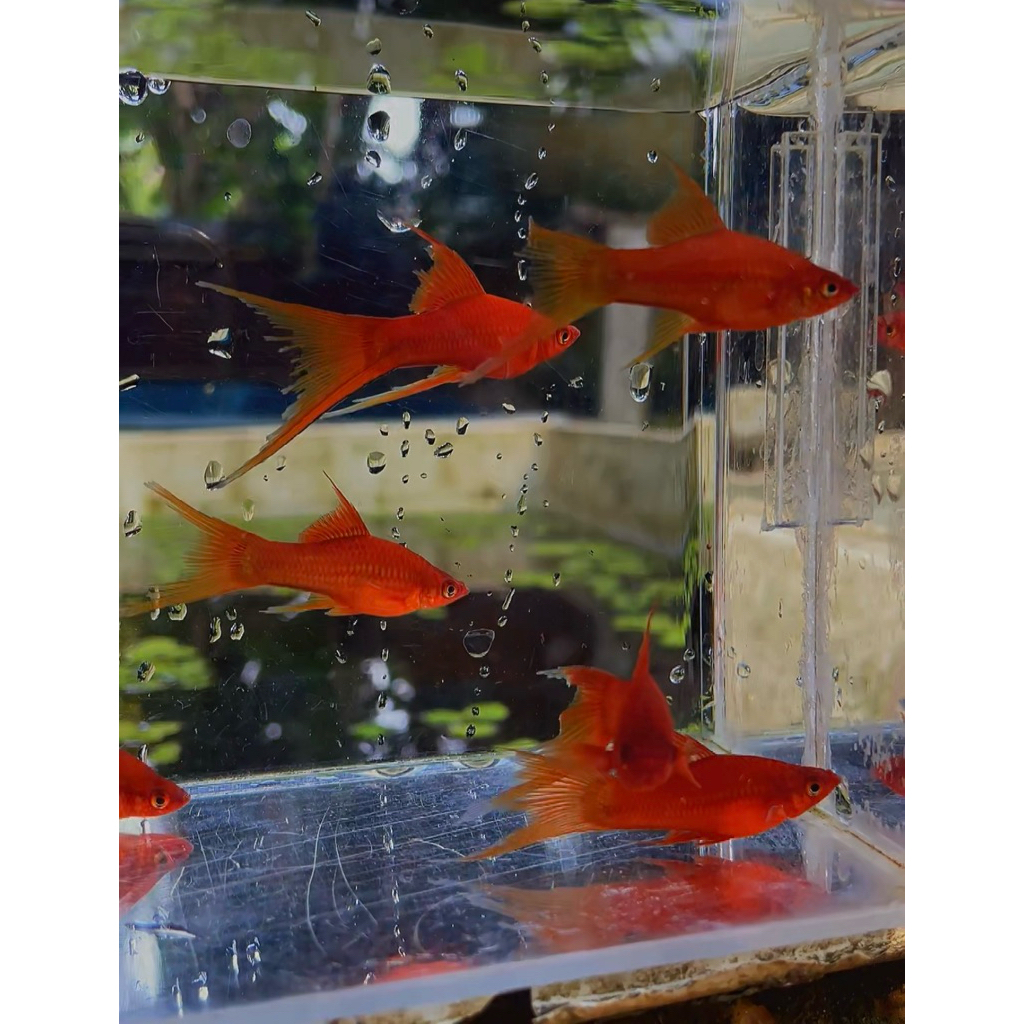 Platy Red lyretail higfin