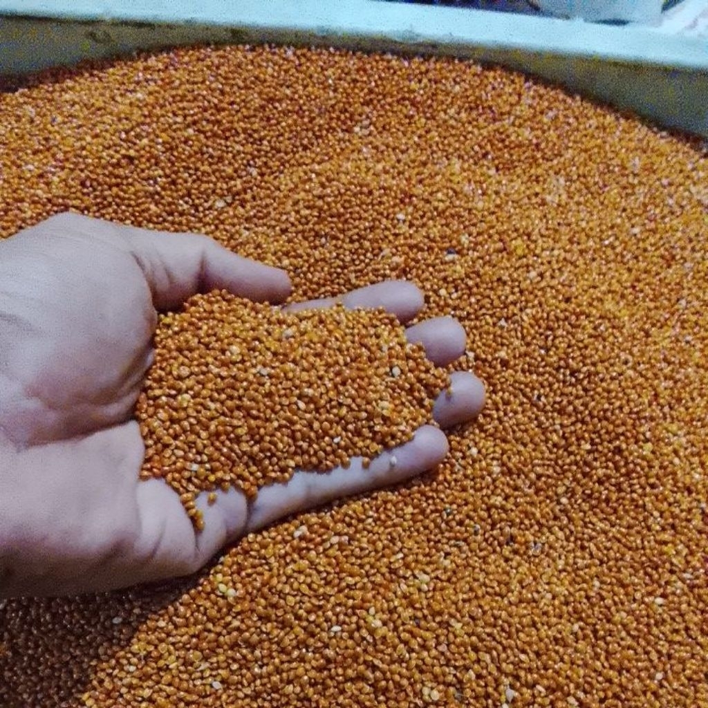 Milet Merah 1Kg Pakan Burung, Sudah Bersih