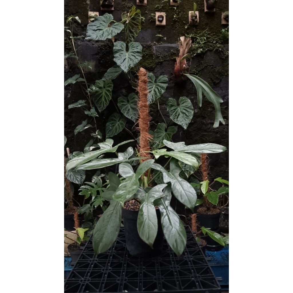 philo violin / philodendron violin