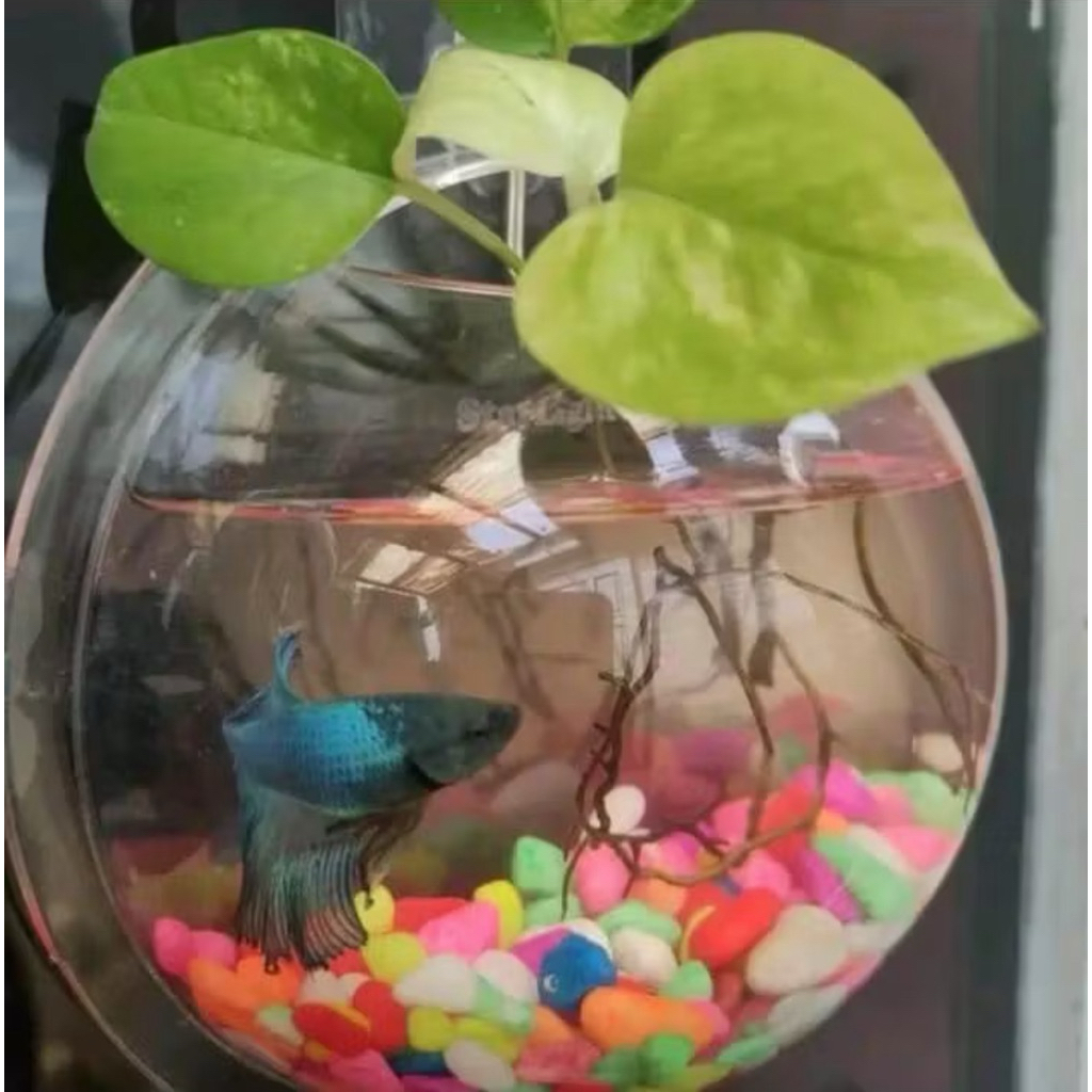 AQUARIUM DINDING BULAT diameter 21cm (BESAR)