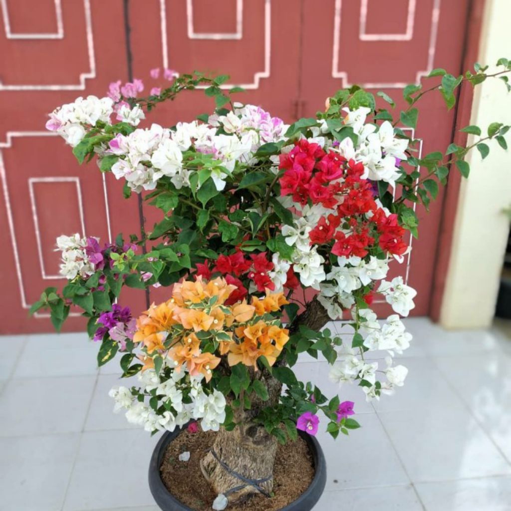 Tanaman Hias Bougenville Import 4 Warna / Bibit Bougenville Bunga Kertas
