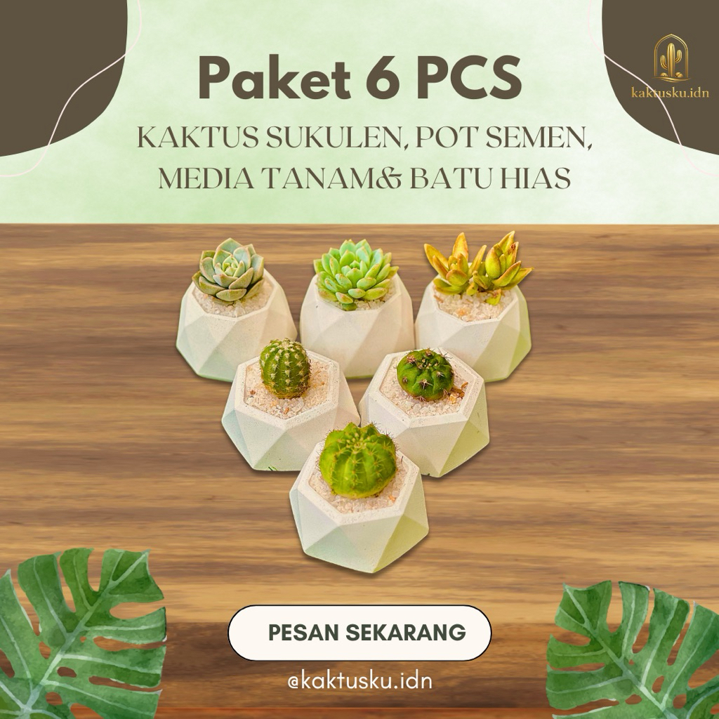 PAKET 6 Pot Semen Oktagon - Kaktus Sukulen, Media Tanam, Pot Semen, Batu Hias