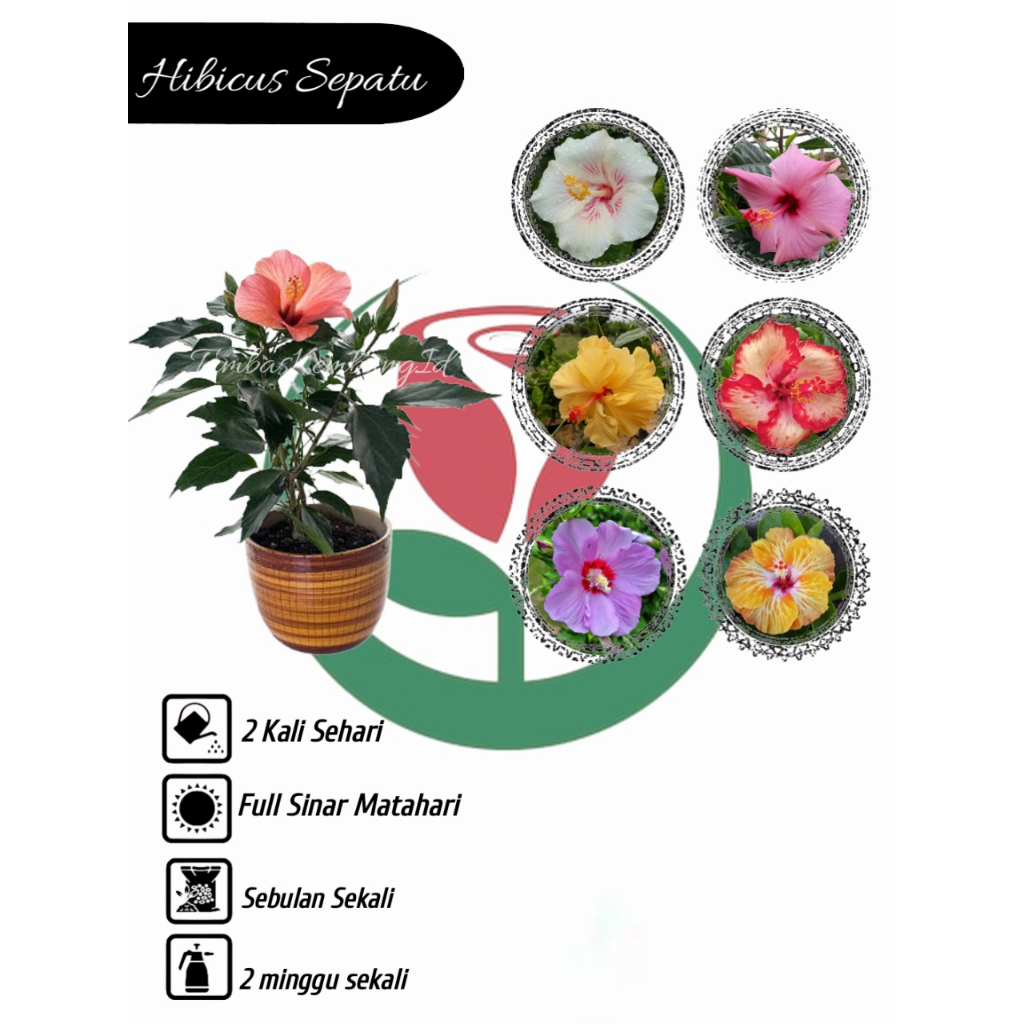 Bibit Tanaman Bunga/Kembang Sepatu Hibicus Hybrid Import Tumpuk Berkelopak Super Jumbo (BISA PILIH W