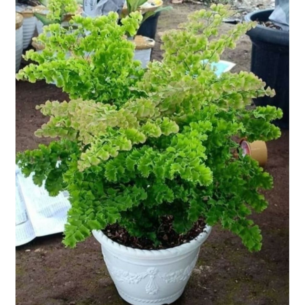 PROMO(BISA COD) Tanaman Hias Suplir Kribo Rimbun - Suplir  Daun Mini Rimbun / Tanaman hias suplir bo