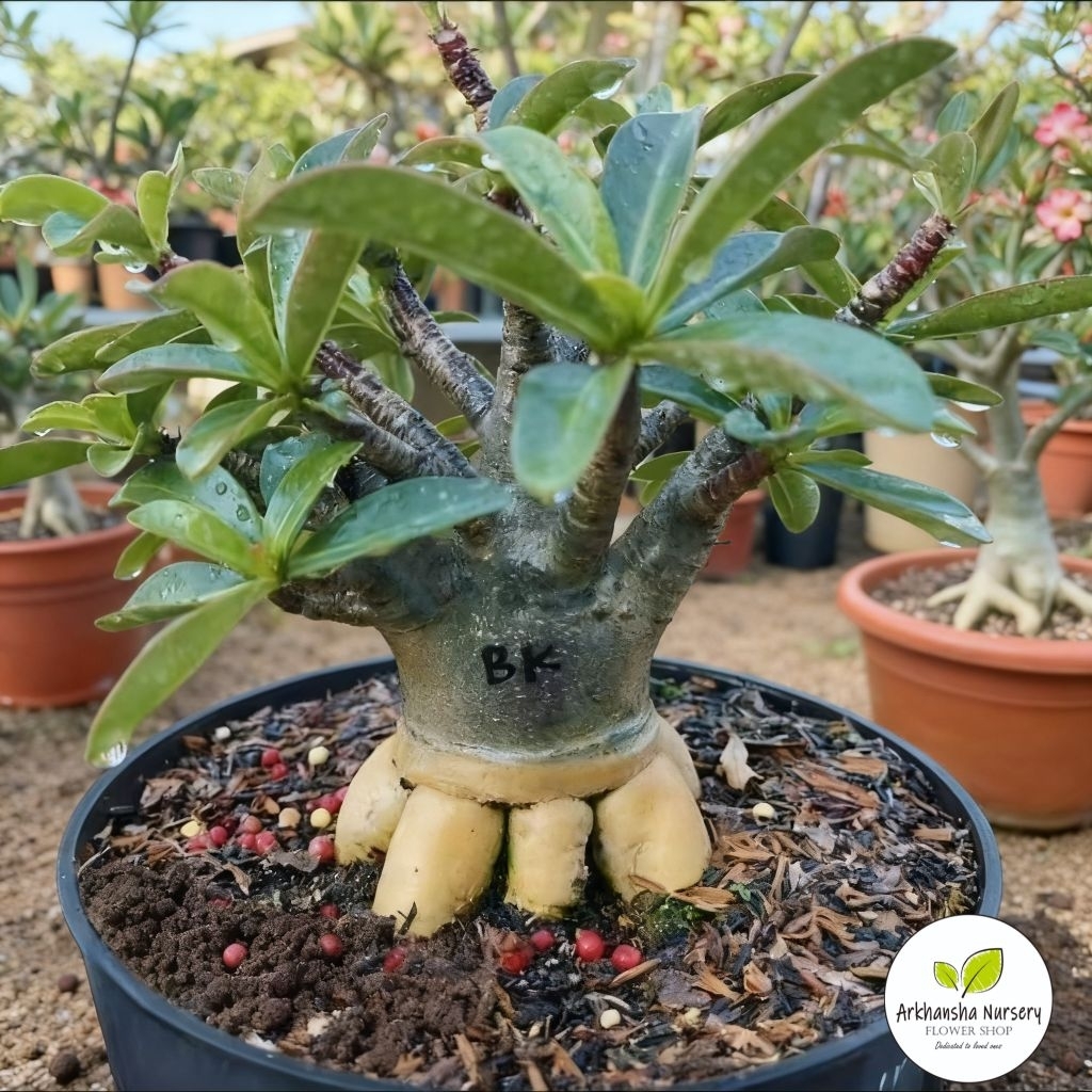 Bibit Adenium BLACK KING,Adenium Hybrid,Adenium Black,Bunga Adenium