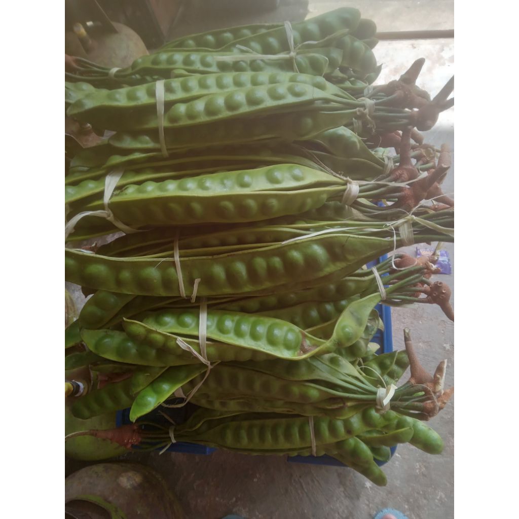 pete asli sumatra selatan,