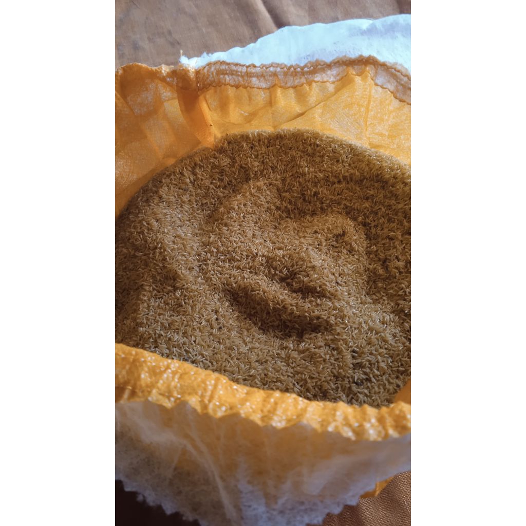 Bat telur jangkrik madu 550 gram pilihan tepat budidaya jangkrik