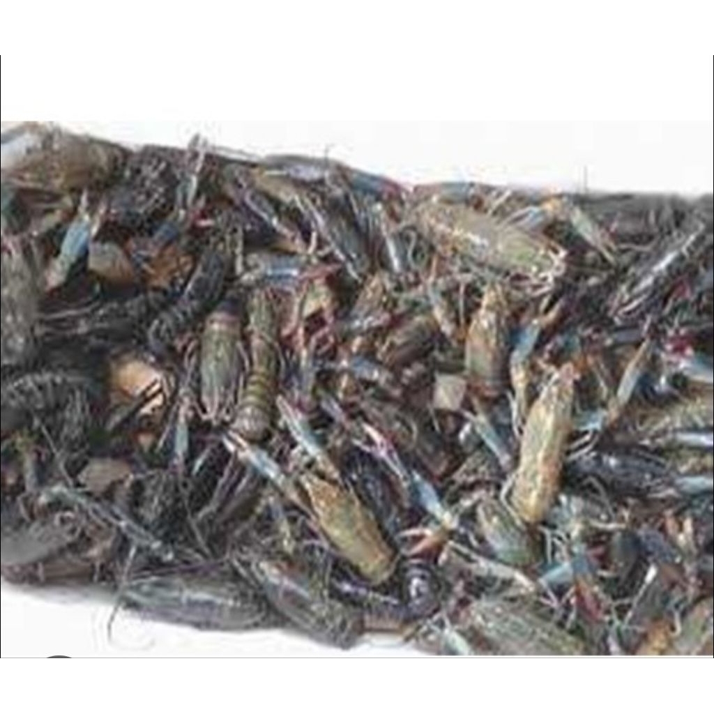 bibit lobster air tawar konsumsi berkualitas baik