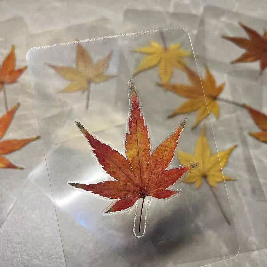 Laminated Maple Asli Daun Maple Asli Laminasi Can This Love Be Translated? Korean Drama