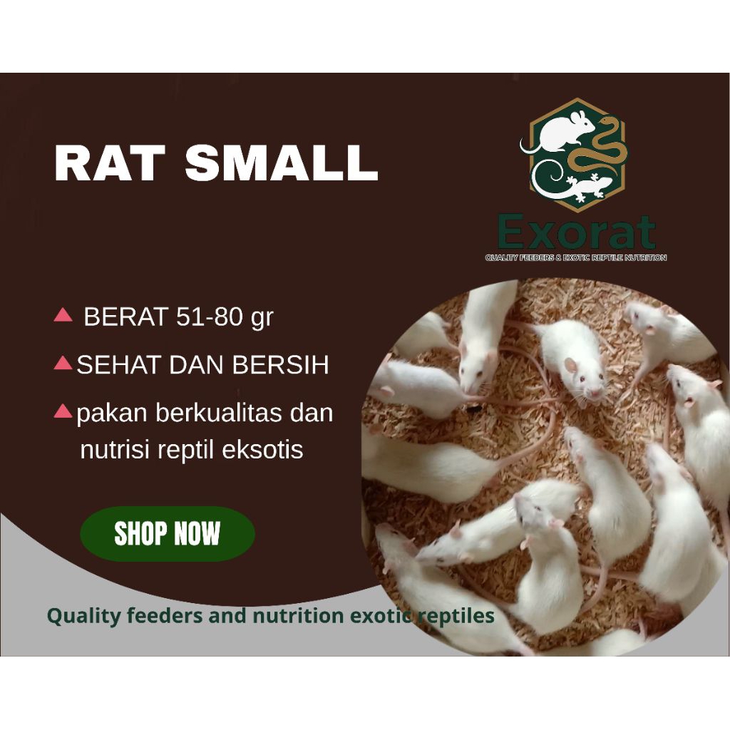 tikus putih rat ukuran small 51-80 gram - pakan reptil