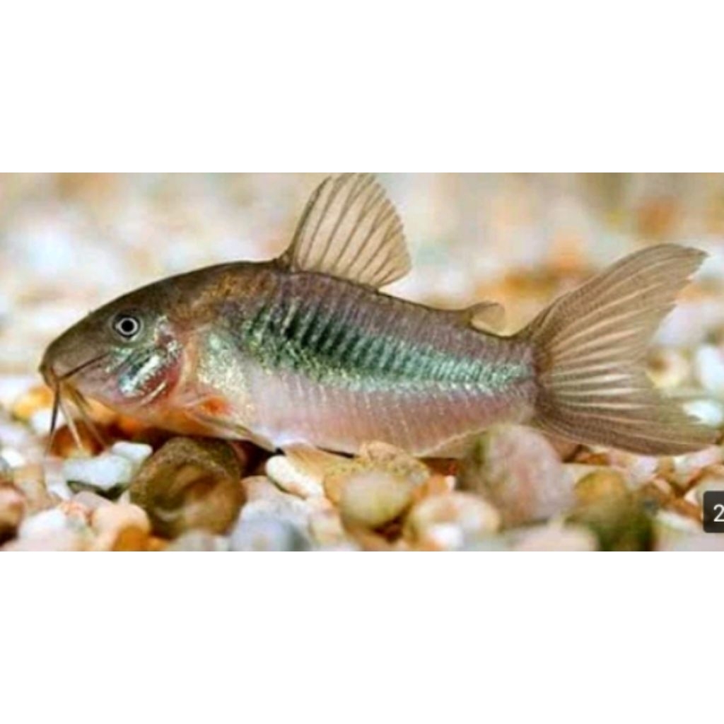 hiasan aquarium coridoras aines isi 3ekor