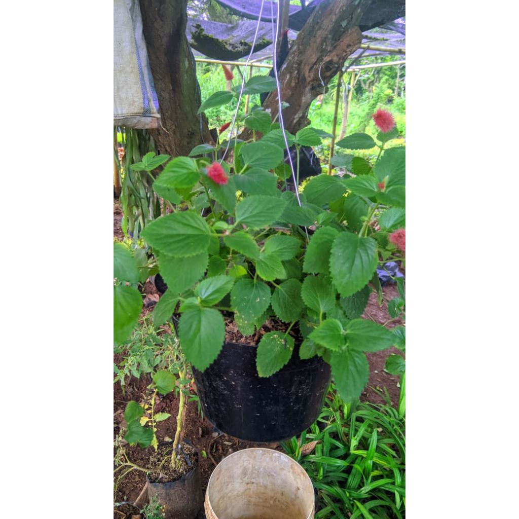 tanaman gantung ekor kucing/Tanaman hias gantung ekor kucing