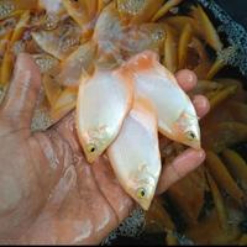 bibit ikan gurame padang ukuran super