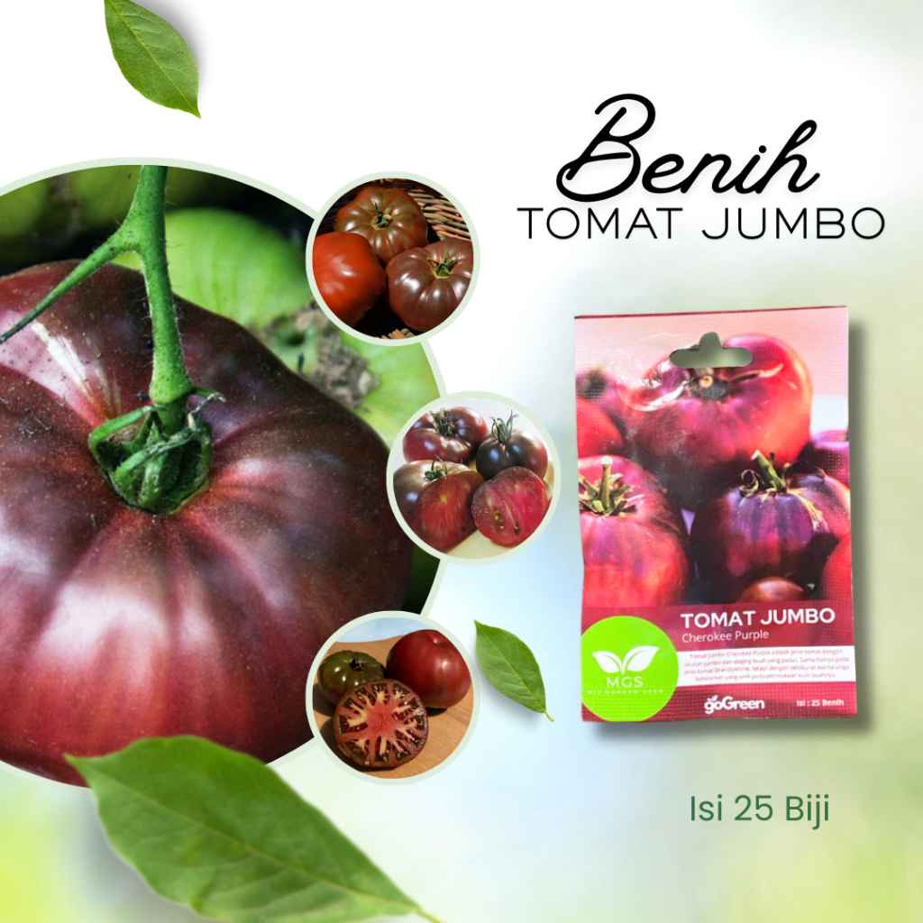 Benih Tomat Jumbo Cherokee Purple-Benih Tomat Jumbo isi 25 Biji-Benih Tomat Jumbo Merek MGS