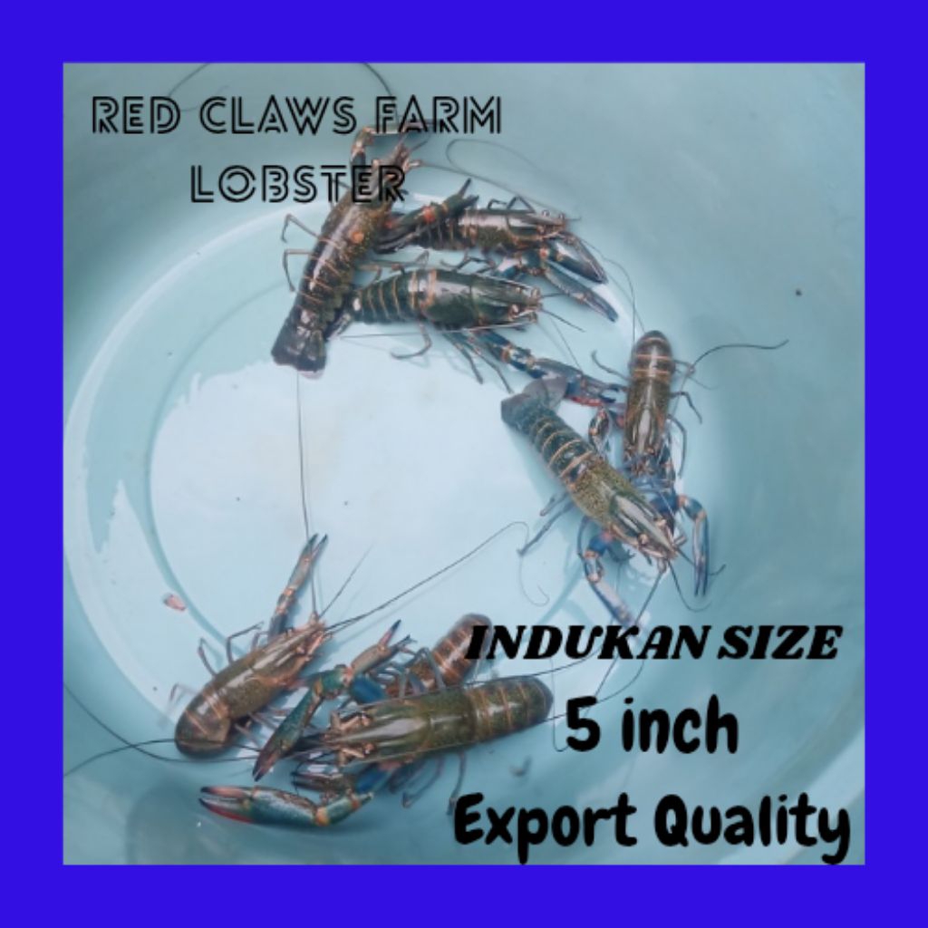 Lobster Air Tawar Indukan 5 inch Up Siap Bertelur