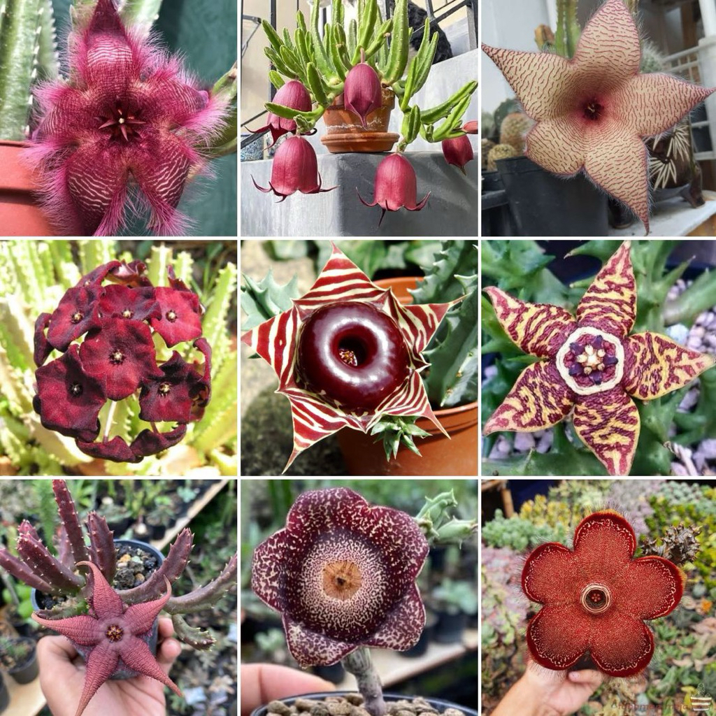 PAKET KAKTUS/ Sukulen / Tanaman kaktus / pot kaktus / kaktus ownroot / kaktus potelan / hampers kakt