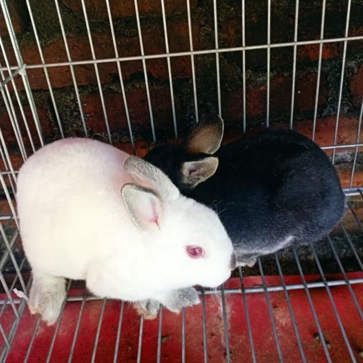 Anakan Kelinci Hias Mini Rex