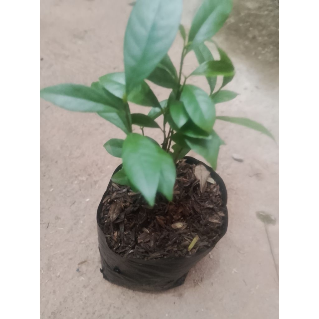 bibit tanaman pohon salam tanaman rempah pohon salam tinggi 15 _20  cm