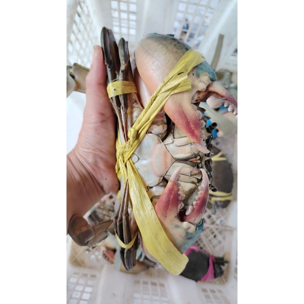 KEPITING JUMBO SUPER