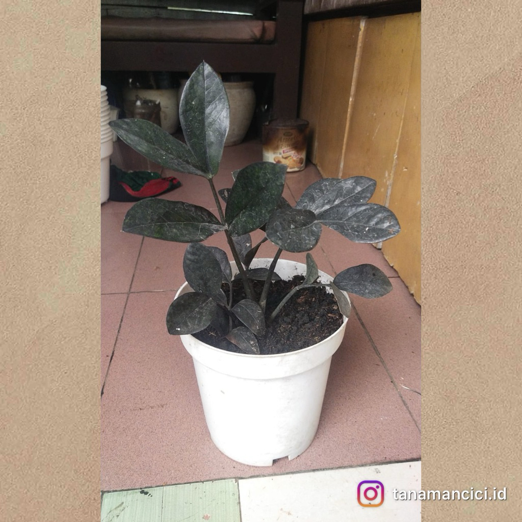tanaman hias Zz Black Raven anakan real pict