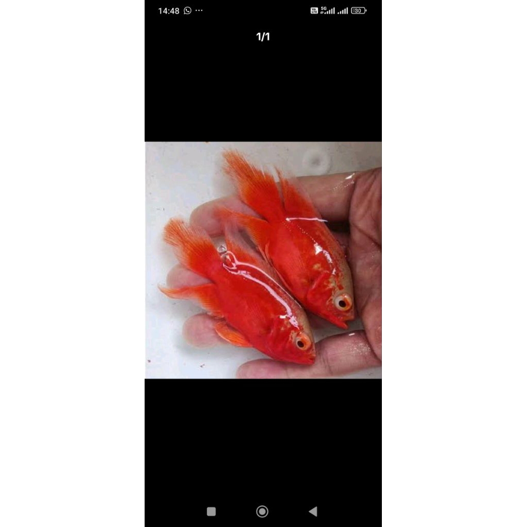 Oscar red chili slayer grade A