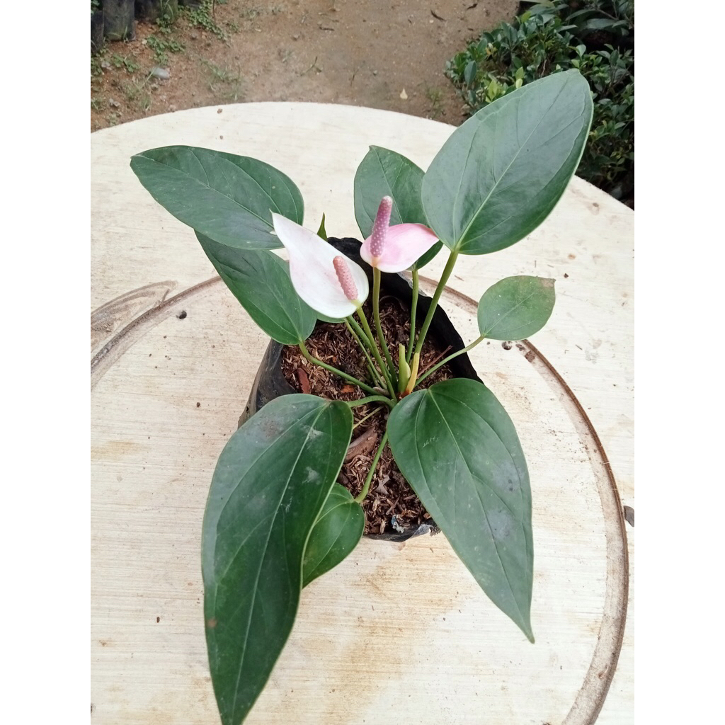 Anthurium pink