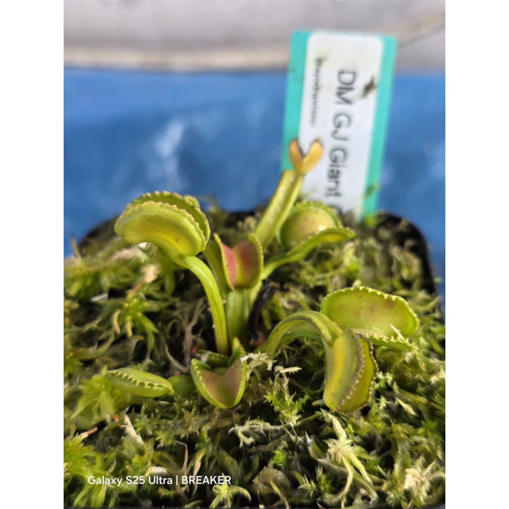 VFT Venus Flytrap GJ Giant Cudo (Kolektor)