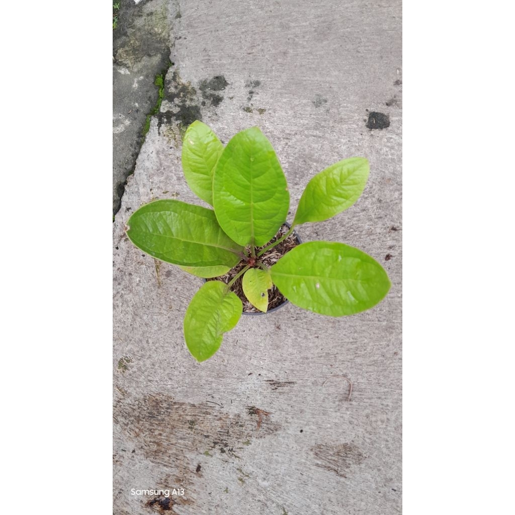 Jemani Golden/Anthurium Jenmani Golden (Size Remaja Daun 10) (1)