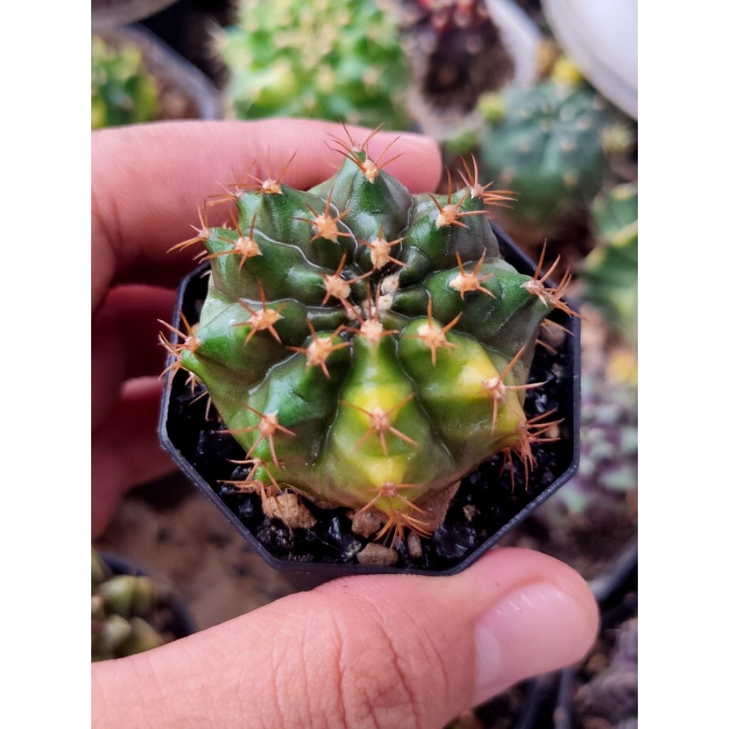GYMNO AURORA HYBRID SEEDLINGDI POT 5CM//KAKTUS//MIHANOVICHI//GYMNOCALYCIUM//KAKTUS LUCU//KAKTUS HIAS