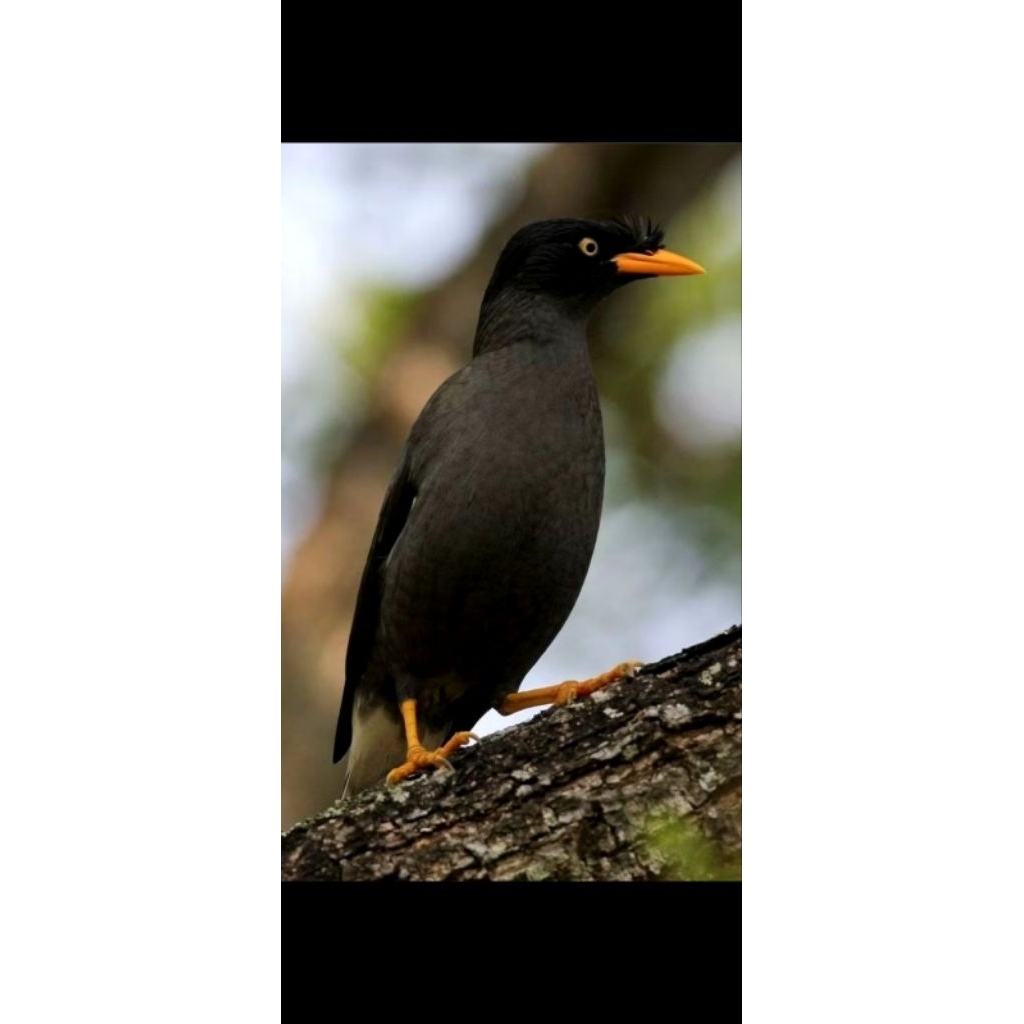 Jalak kebo mata kuning sudah bunyi