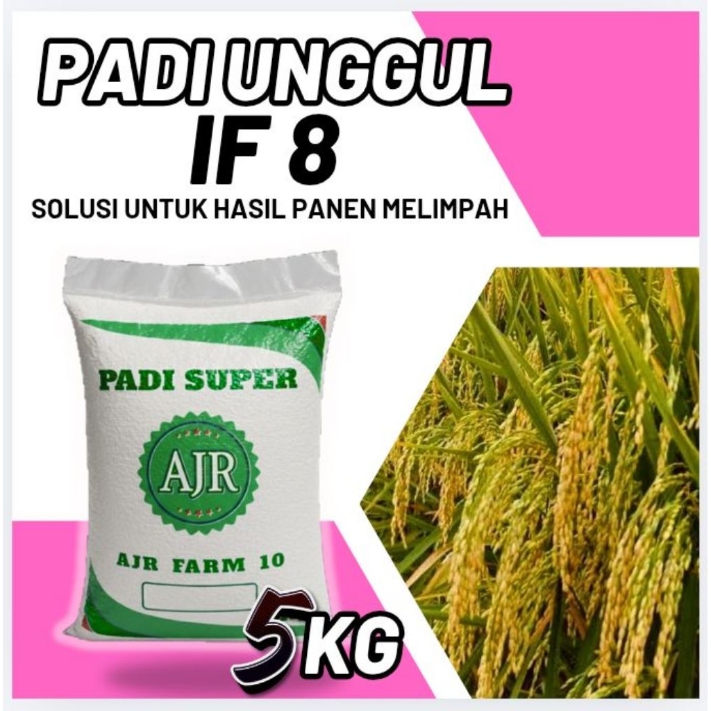 Benih padi unggul IF 8 (5Kg)