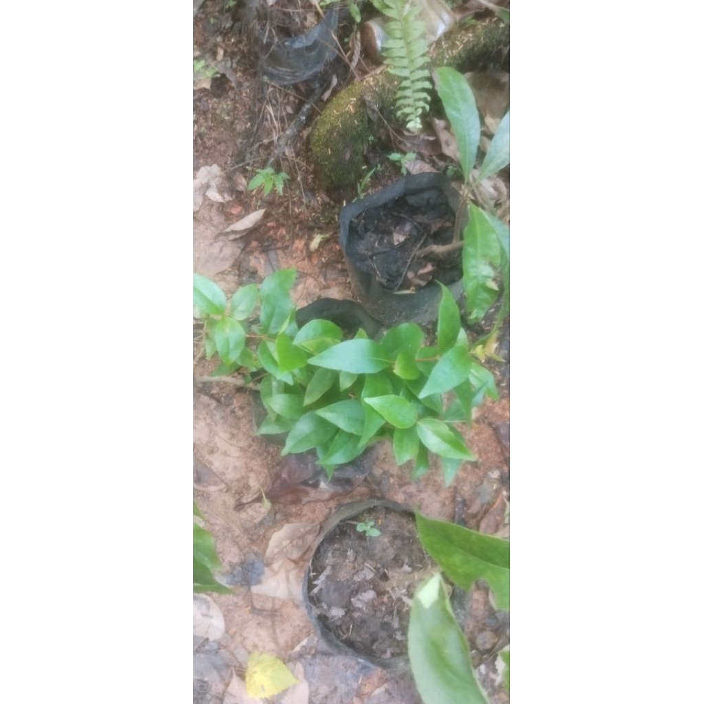 Tanaman Dewandaru Sianto