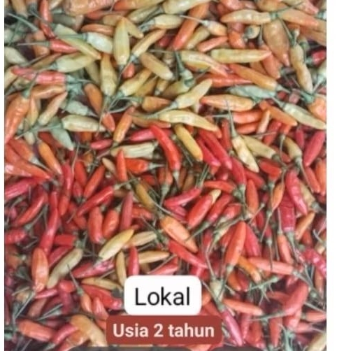 cabe lokal